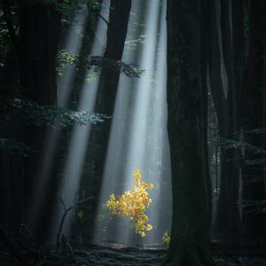 小帅摇 (DJ卡点舞)