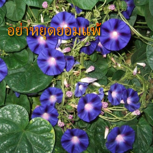 Không Bỏ Cuộc (DJ Lucy)