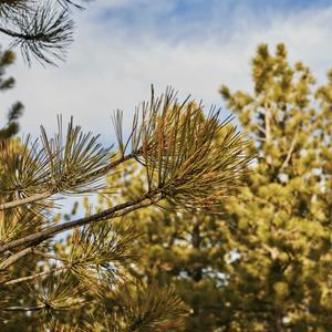 The Afternoon Without Urgency