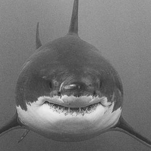 BIG SHARK (Explicit)