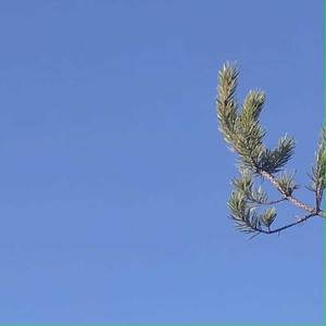 percs & 40's (Explicit)