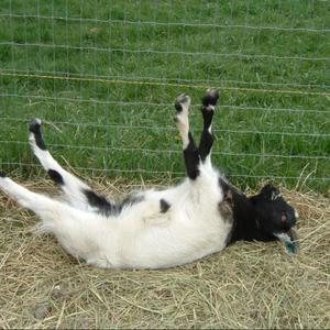 Dying Goat (feat. Knasty Beatz) (Explicit)