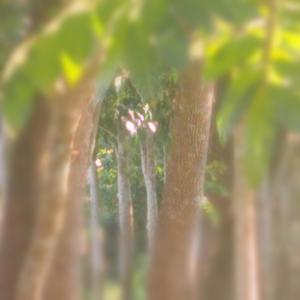 Life(feat. Saidur Rahman)