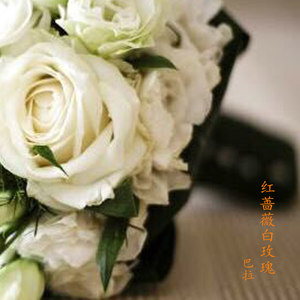 红蔷薇白玫瑰 (伴奏)