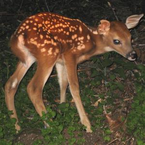 Shes not a witch (feat. Kid moon)