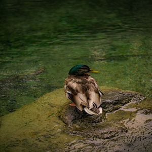 Bwv 144 - Nimm, Was Dein Ist, Und Gehe Hin
