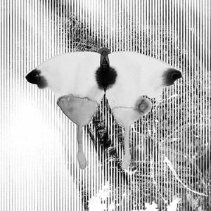butterflies (Explicit)