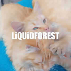 LiQUiDFOREST