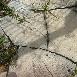 Gen Z (Live Performance|Explicit)