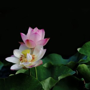 大婶不大