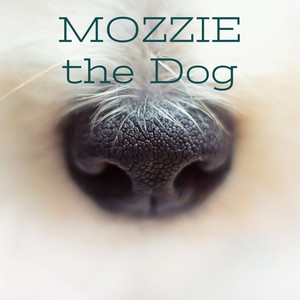 Mozzie the Dog