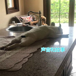 酷狗在循环播放