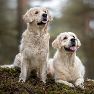 Gentle Music for Easing Dog Anxiety