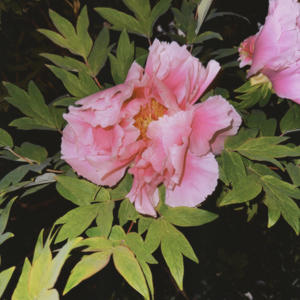 pluie por les fleurs.