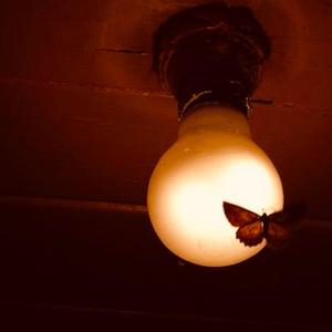 The Light I'm Drawn To (Explicit)