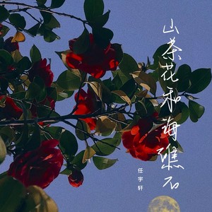 山茶花和海礁石