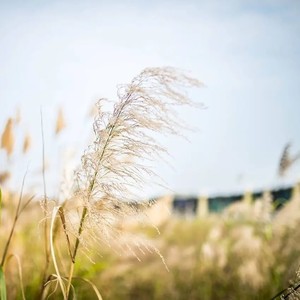 春天的思念