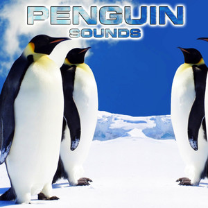 Sounds of Penguin(feat. Relaxing Nature Sound, White Noise Ambience, Soothing Sounds, Soothing Baby Sounds & National Geographic Nature Sounds)