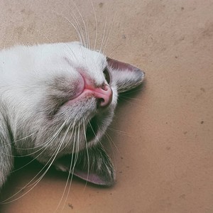 大禹海棠 - 丁禹兮2020生日祝福曲-目夕