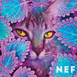 Nef