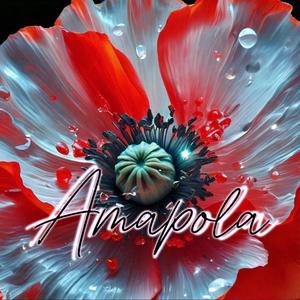 Amapola