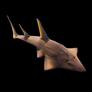 Intergalactic Guitarfish for World Peace