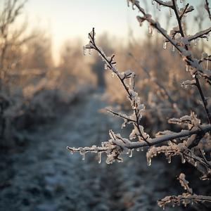 Frozen Orchards 432 Hz