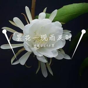 昙花一现雨及时