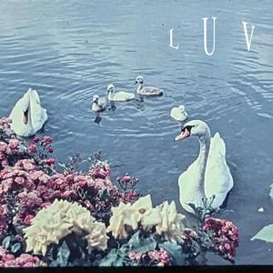 luv (feat. Synce) [Explicit]