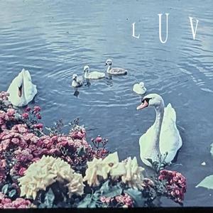 luv (feat. Synce) (Explicit)