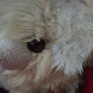 biarkan hatiku jatuh