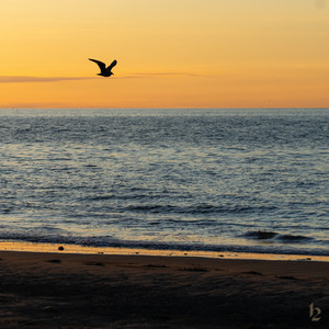 Twilight