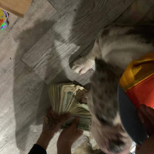 N.O.D (feat. Gme antman & Mxcho) (Explicit)