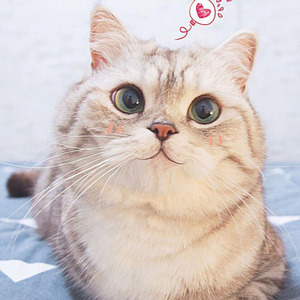 喔唷，这棒棒哒喵生