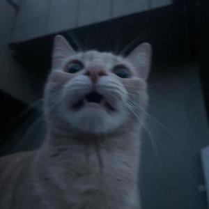 yhapo flow! (Explicit)