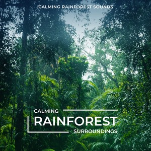 Calming Rainforest Surroundings