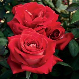 TravSantos2 (Explicit)