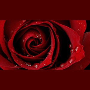 红玫瑰
