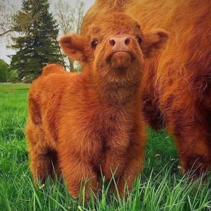 if you understand me i want to believe