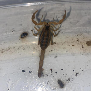 You numb me? (Explicit)