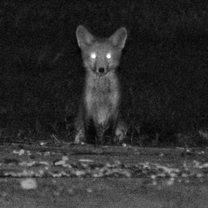 Mr fox (feat. Duke400) (Explicit)