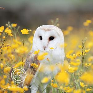The White Owl