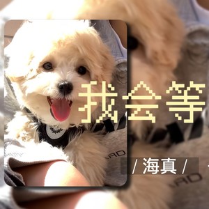 海真 - 我会等 (吉他女版)