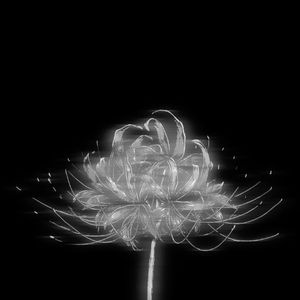 Havin Motion (Explicit)