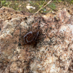 CENTIPEDE (feat. Saint Urya) (Explicit)