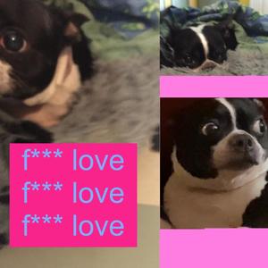 **** Love (Explicit)