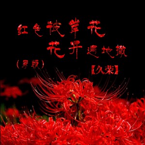 红色彼岸花花开遍地撒