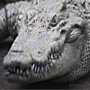 L.A.A.G.(Los Altos Albino Gator)Intro (Explicit)