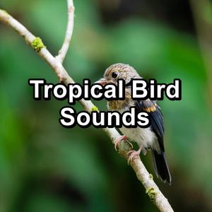 Tropical Bird Sounds