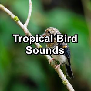 Beautiful Bird Sounds Garden Bird Songs To Loop as Long as you Need